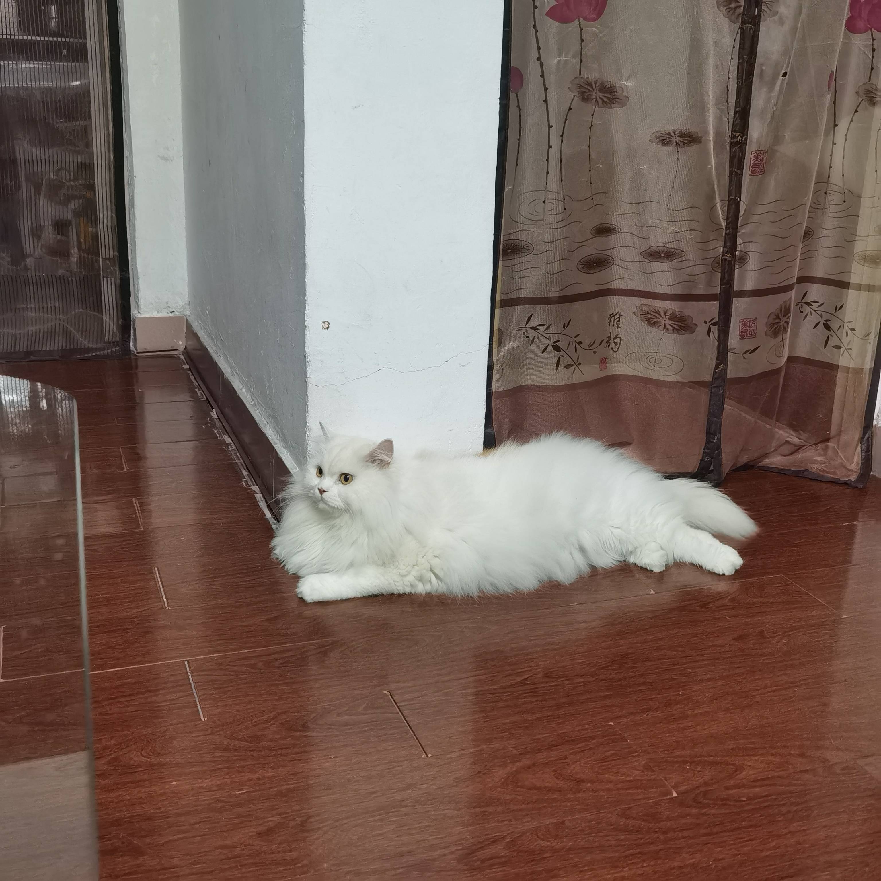 猫图片|宠物猫|猫咪|