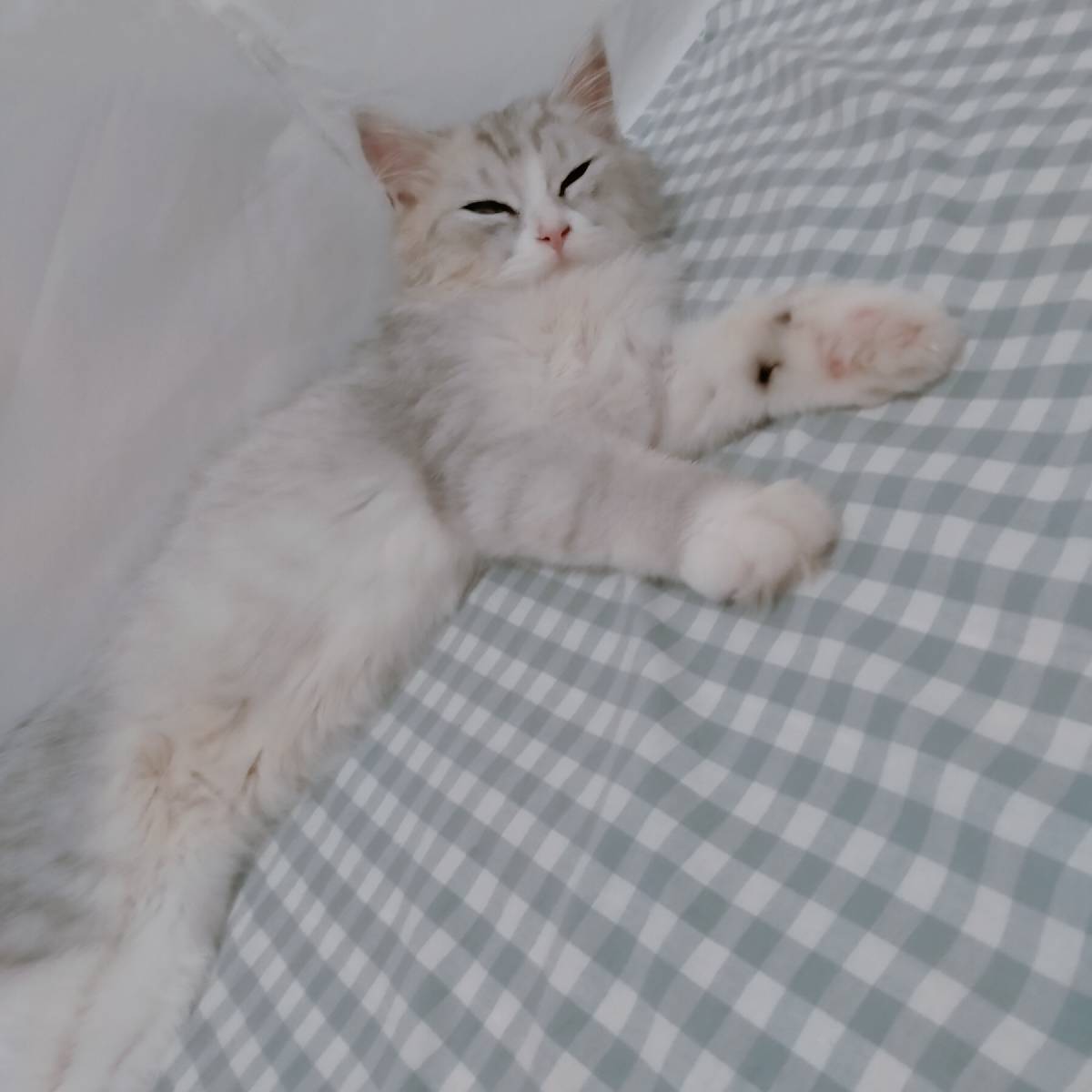 猫图片|宠物猫|猫咪|