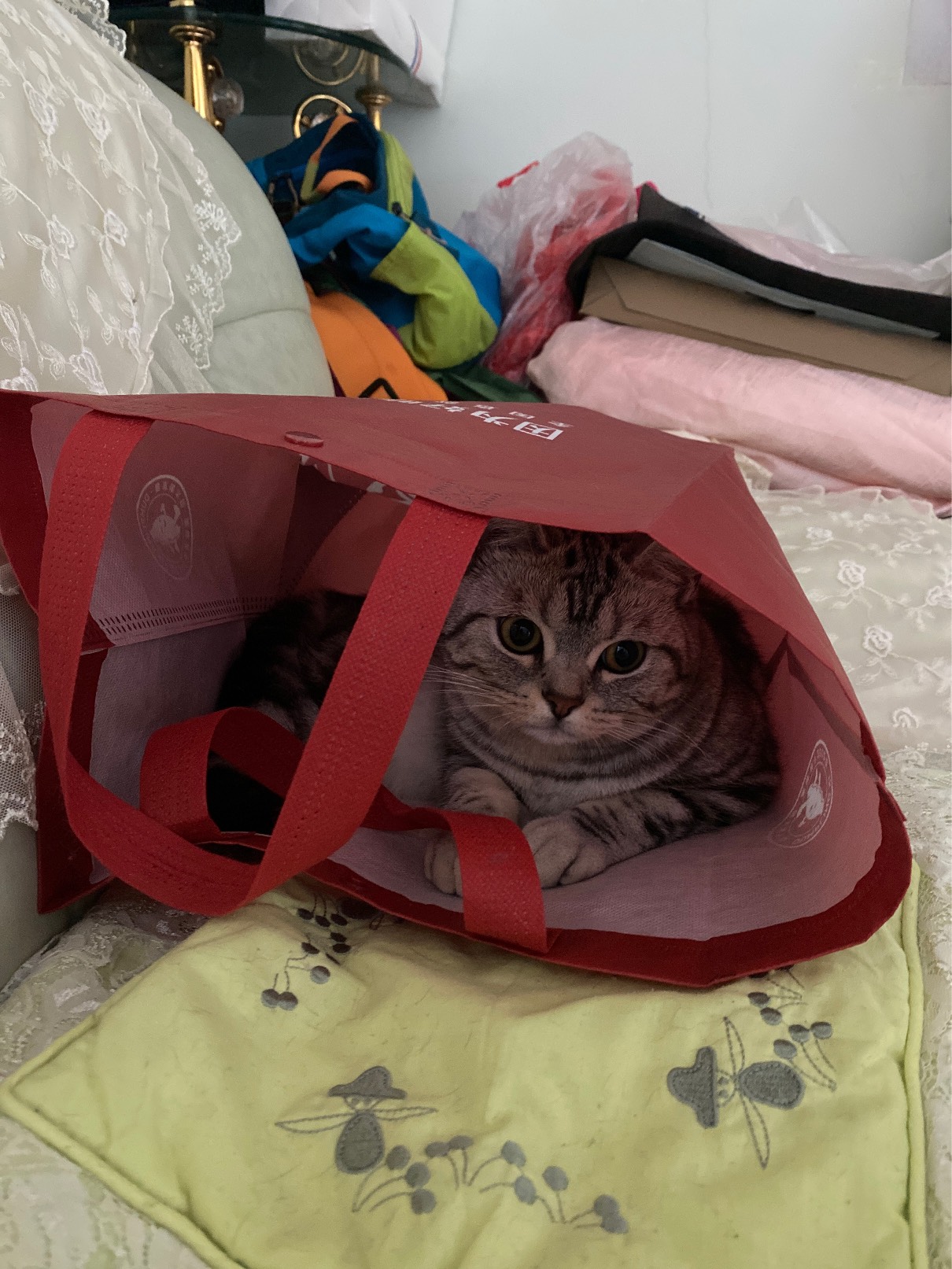 猫图片|宠物猫|猫咪|