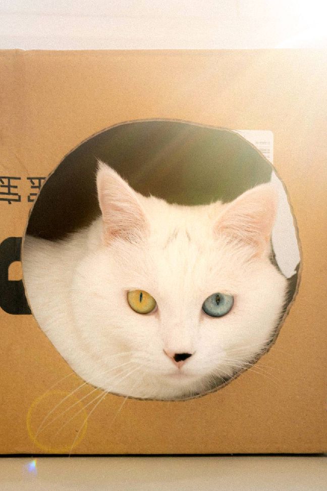 猫图片|宠物猫|猫咪|