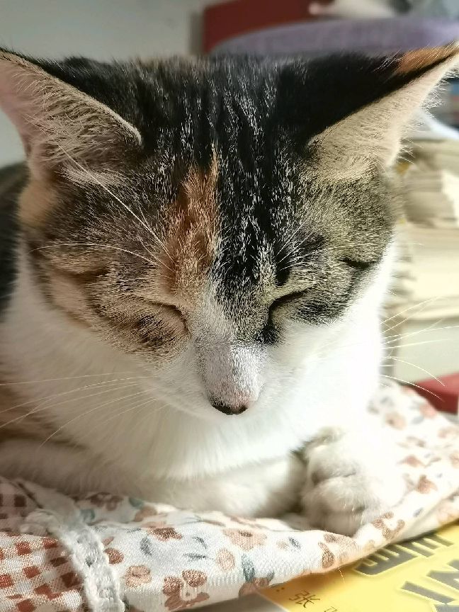 猫图片|宠物猫|猫咪|