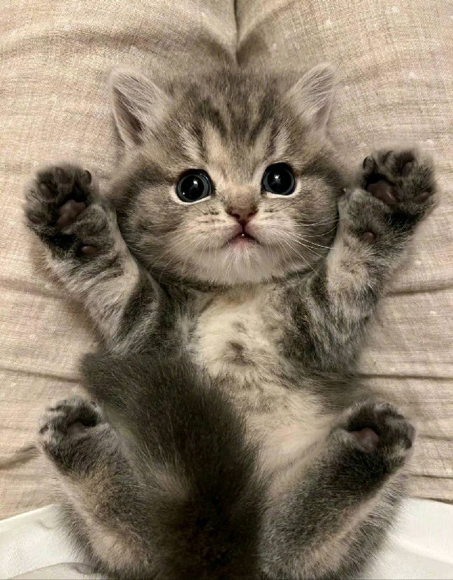 猫图片|宠物猫|猫咪|