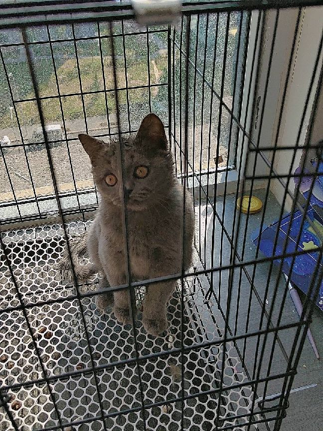 猫图片|宠物猫|猫咪|