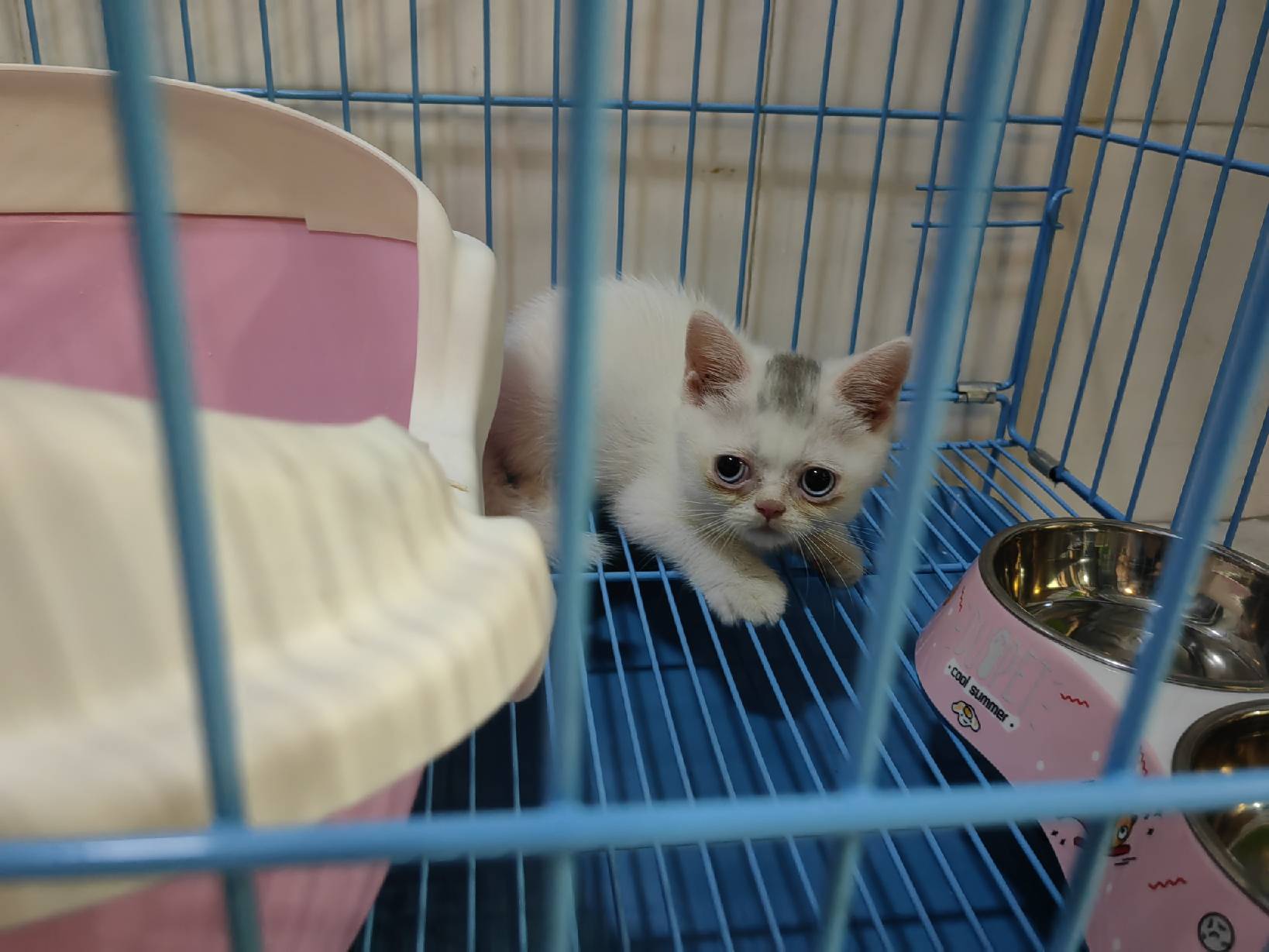 猫图片|宠物猫|猫咪|