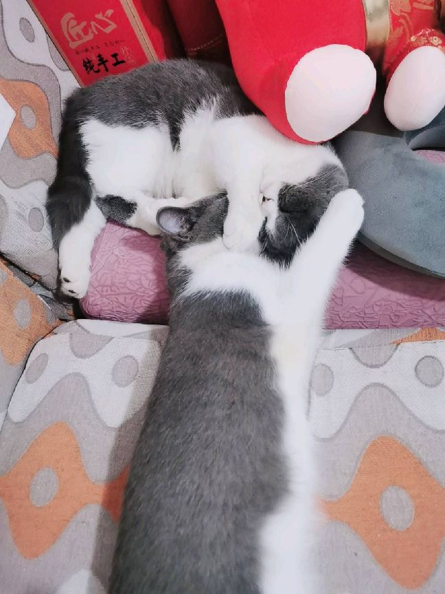 猫图片|宠物猫|猫咪|