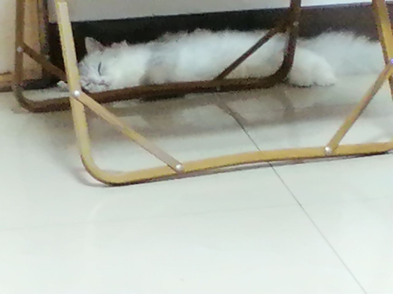 猫图片|宠物猫|猫咪|