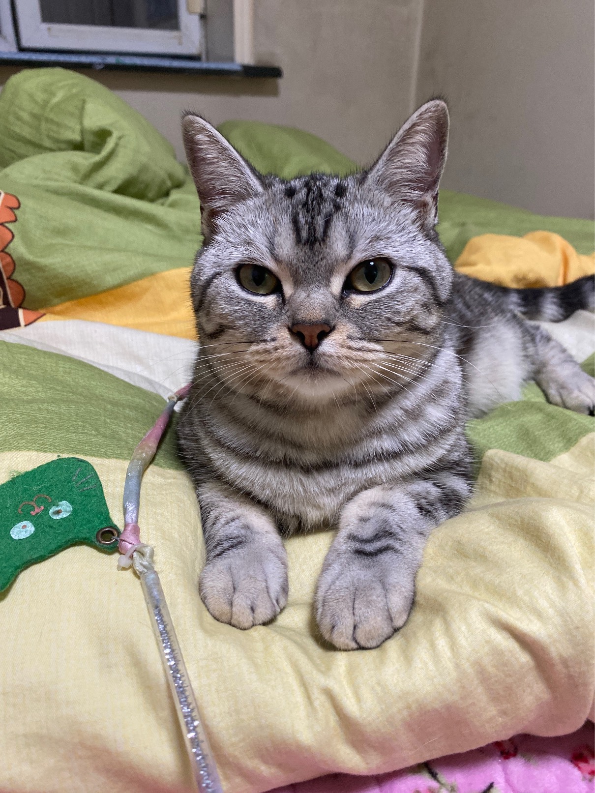 猫图片|宠物猫|猫咪|