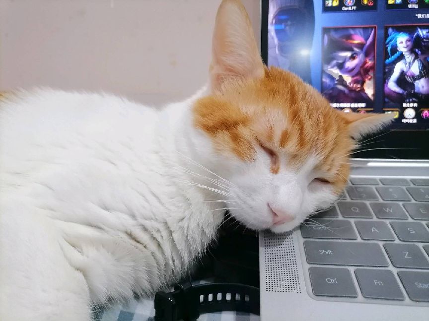 猫图片|宠物猫|猫咪|