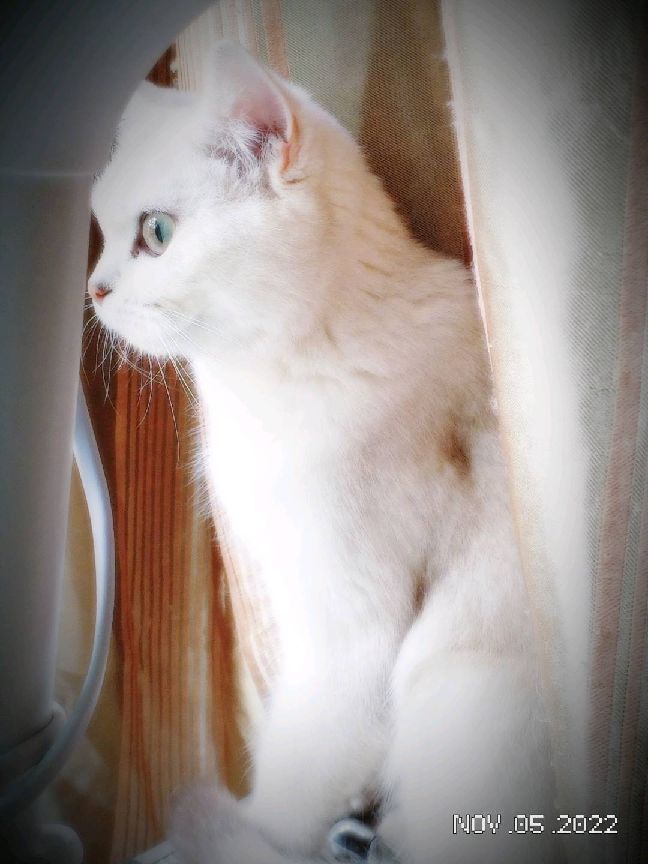 猫图片|宠物猫|猫咪|