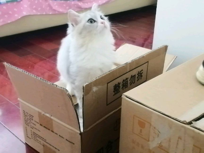 猫图片|宠物猫|猫咪|