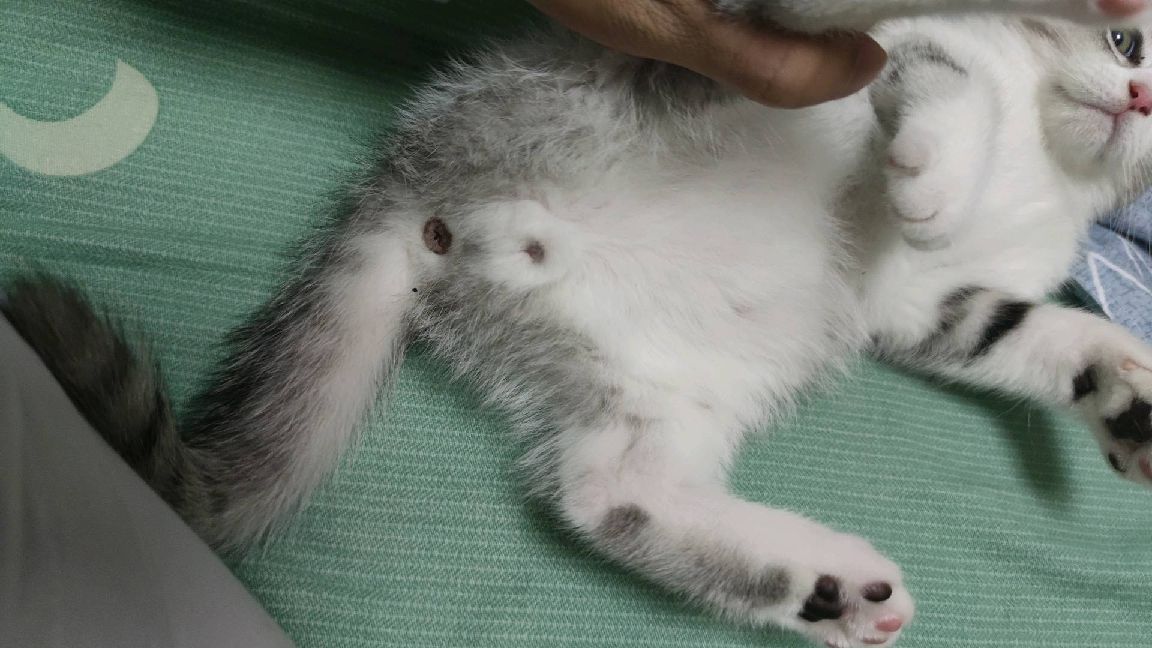 猫图片|宠物猫|猫咪|