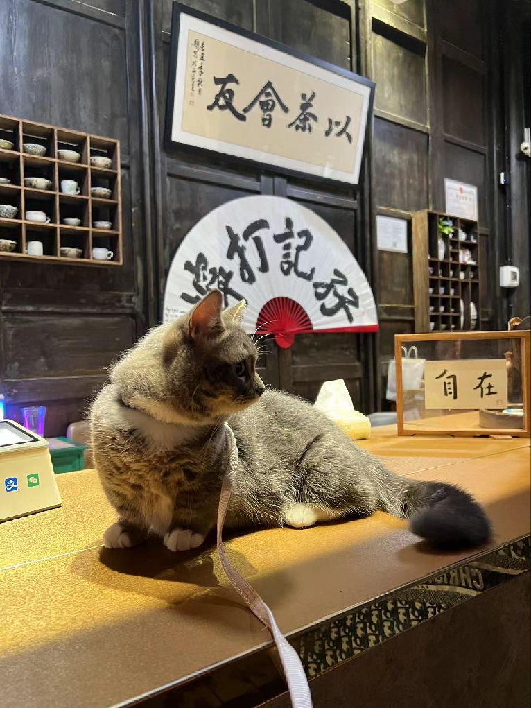 猫图片|宠物猫|猫咪|