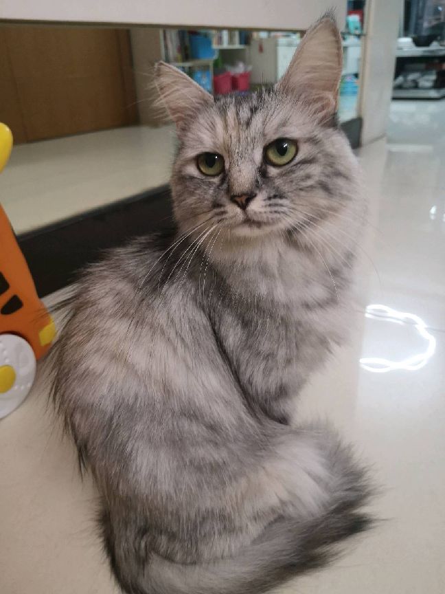 猫图片|宠物猫|猫咪|