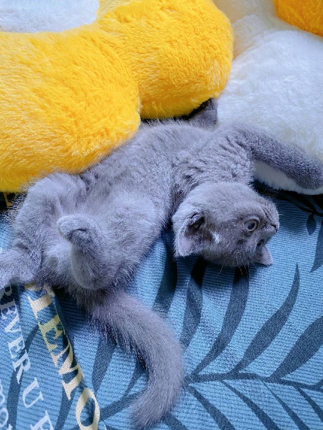 猫图片|宠物猫|猫咪|