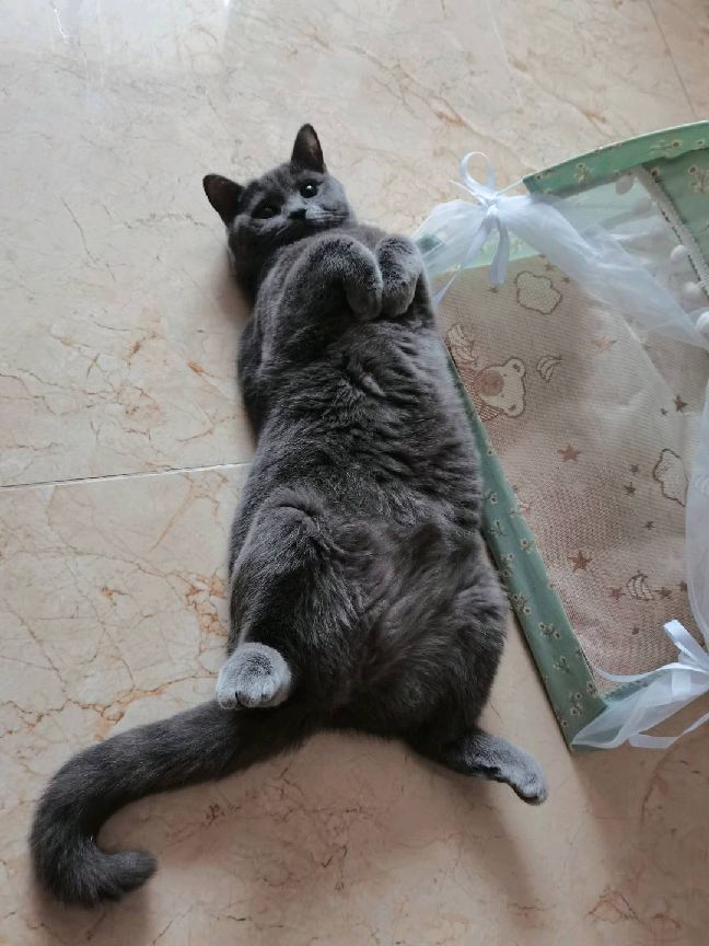 猫图片|宠物猫|猫咪|