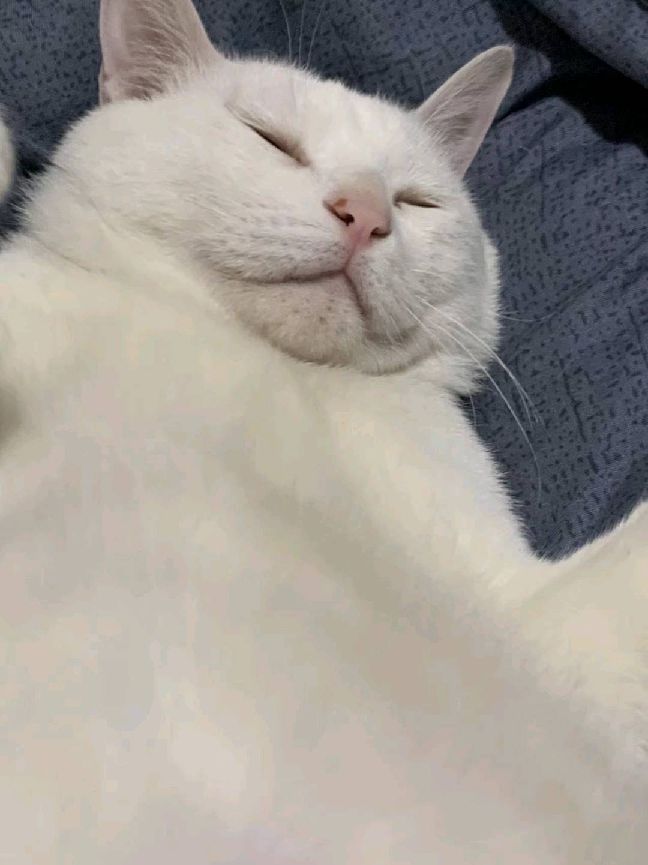 猫图片|宠物猫|猫咪|