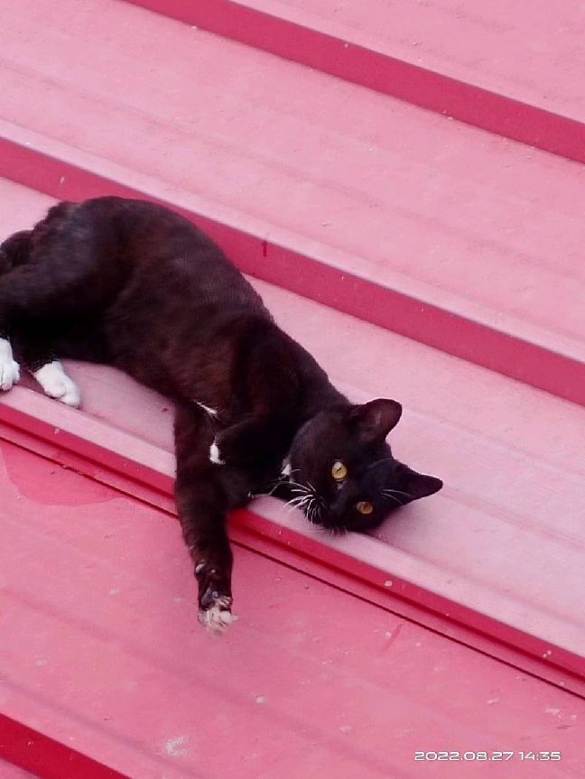 猫图片|宠物猫|猫咪|