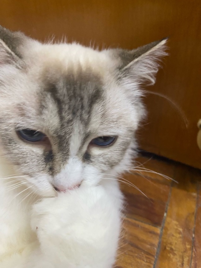 猫图片|宠物猫|猫咪|