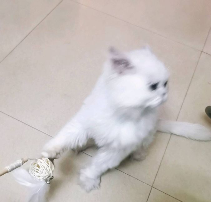 猫图片|宠物猫|猫咪|