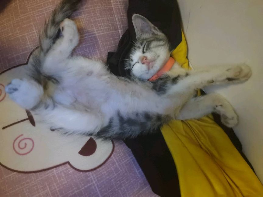 猫图片|宠物猫|猫咪|