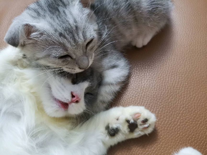 猫图片|宠物猫|猫咪|