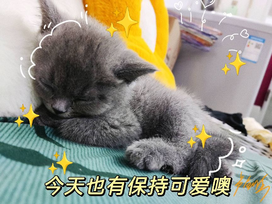 猫图片|宠物猫|猫咪|