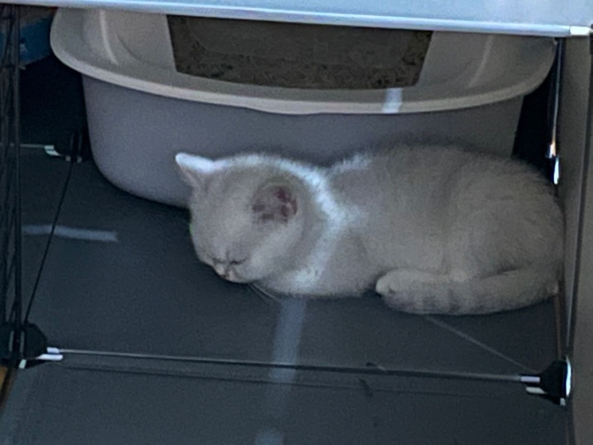 猫图片|宠物猫|猫咪|