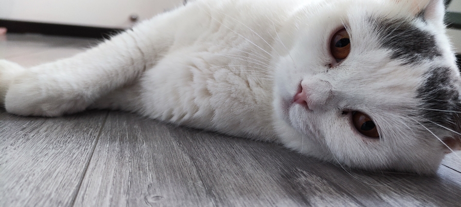 猫图片|宠物猫|猫咪|