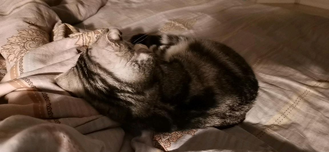 猫图片|宠物猫|猫咪|