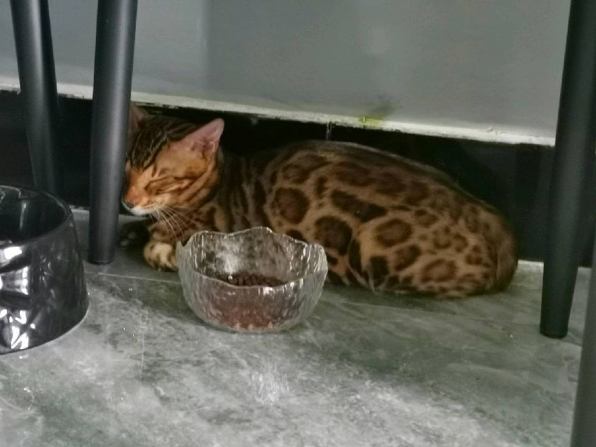 猫图片|宠物猫|猫咪|