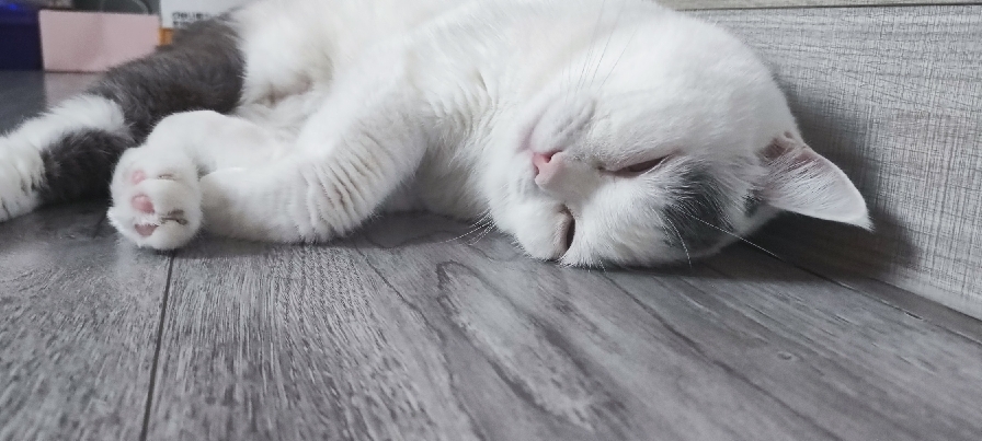 猫图片|宠物猫|猫咪|