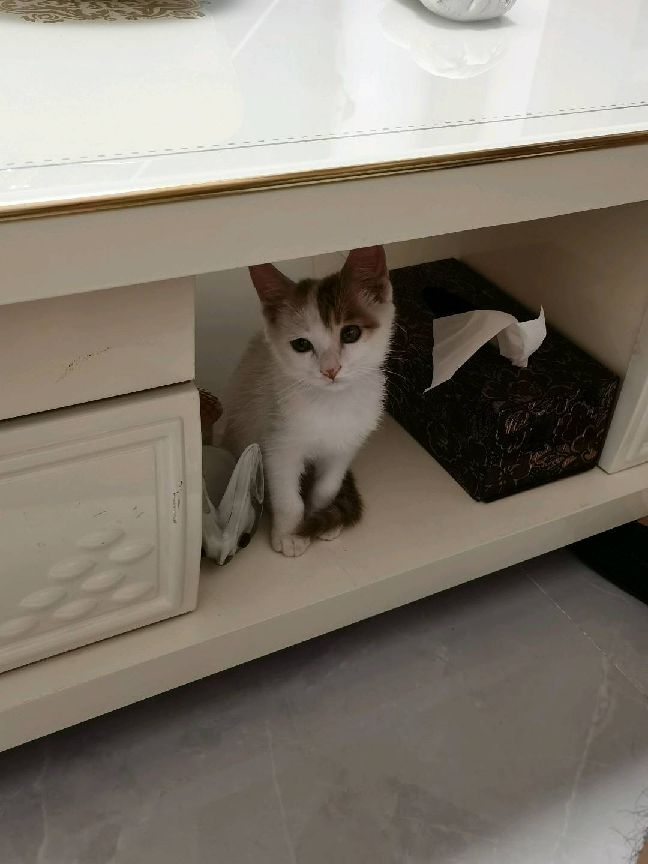 猫图片|宠物猫|猫咪|