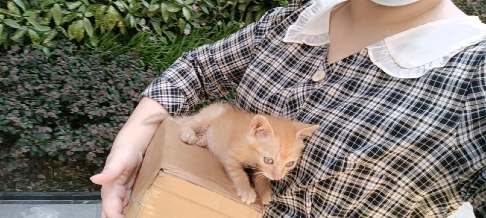 猫图片|宠物猫|猫咪|