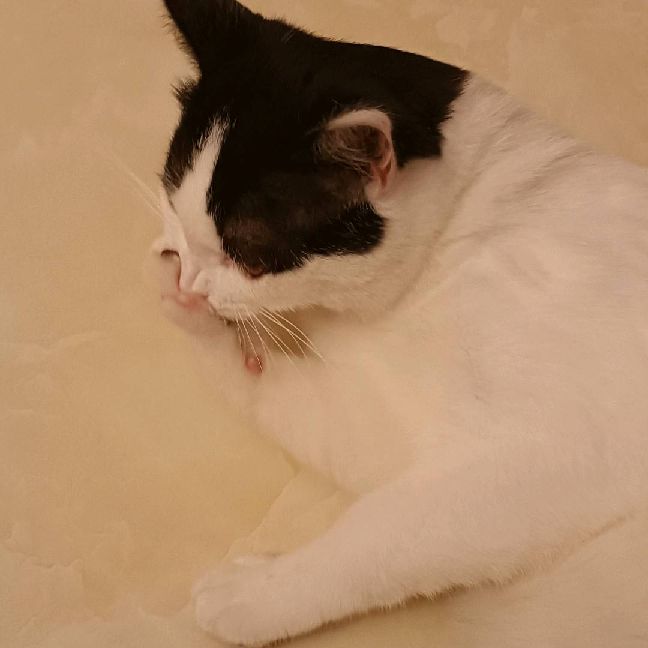 猫图片|宠物猫|猫咪|