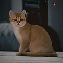 猫图片|宠物猫|猫咪|