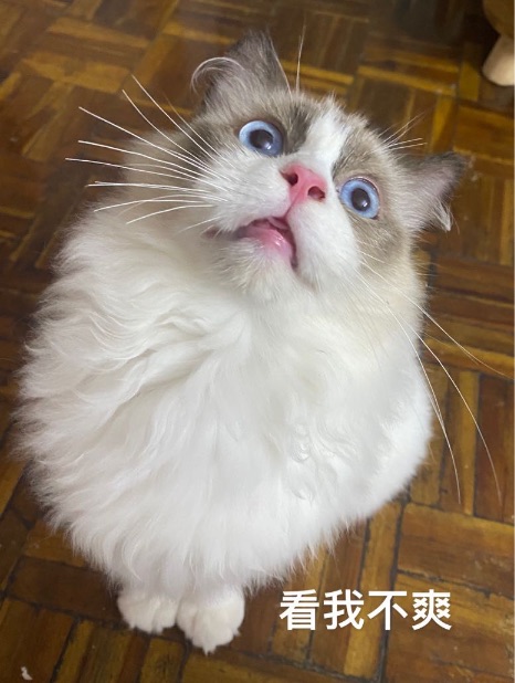 猫图片|宠物猫|猫咪|