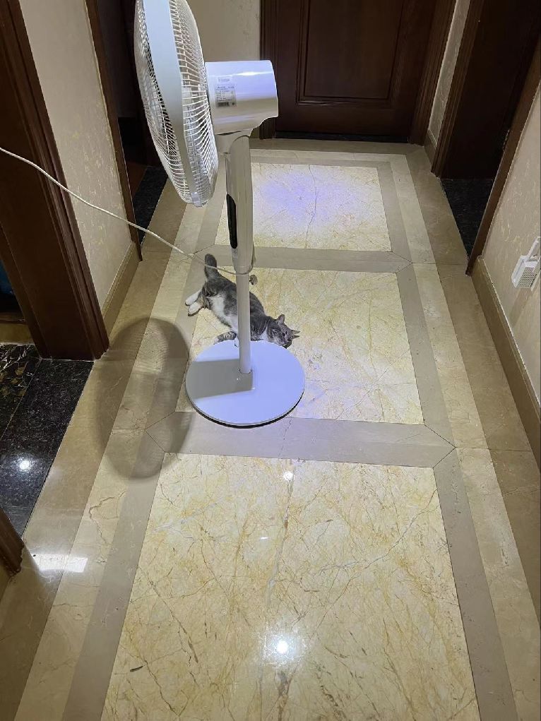 猫图片|宠物猫|猫咪|