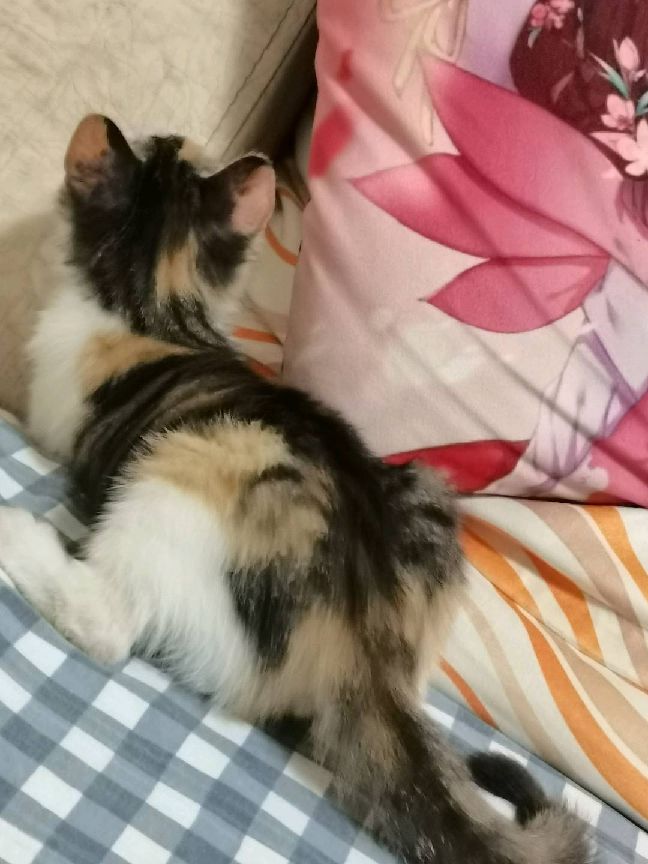 猫图片|宠物猫|猫咪|