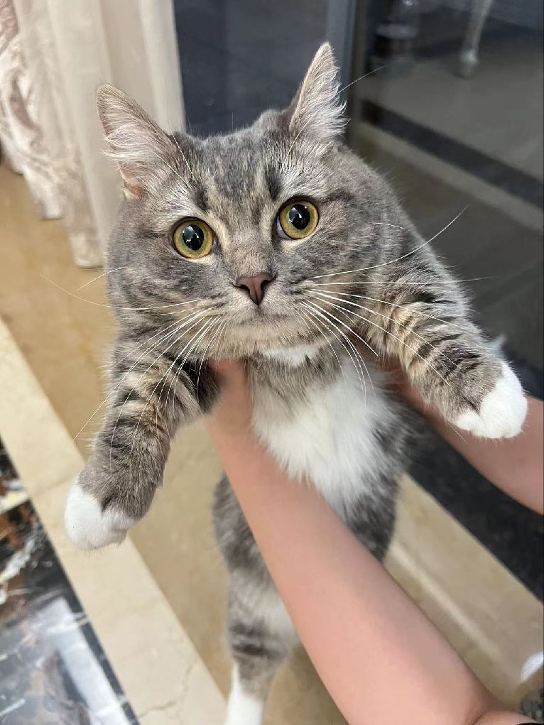 猫图片|宠物猫|猫咪|