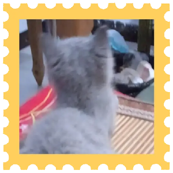 猫图片|宠物猫|猫咪|