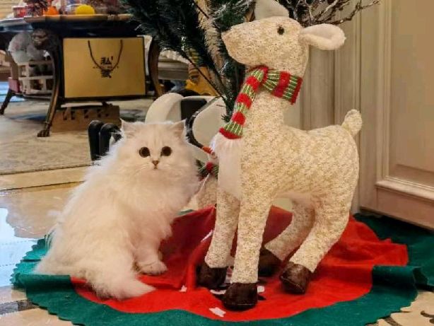 猫图片|宠物猫|猫咪|