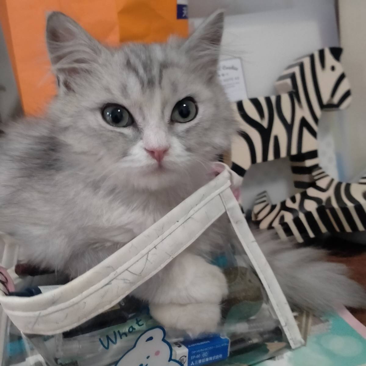 猫图片|宠物猫|猫咪|