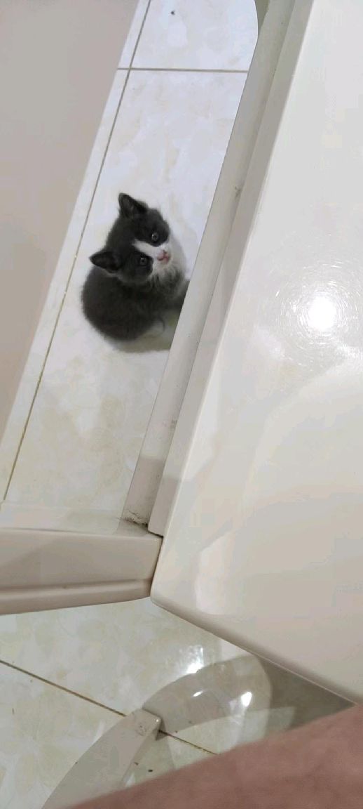 猫图片|宠物猫|猫咪|