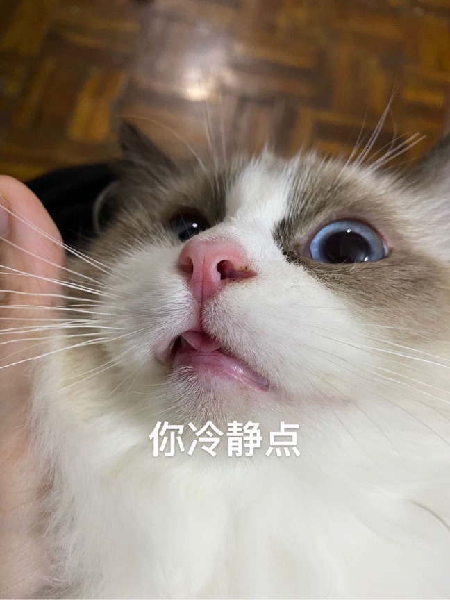 猫图片|宠物猫|猫咪|