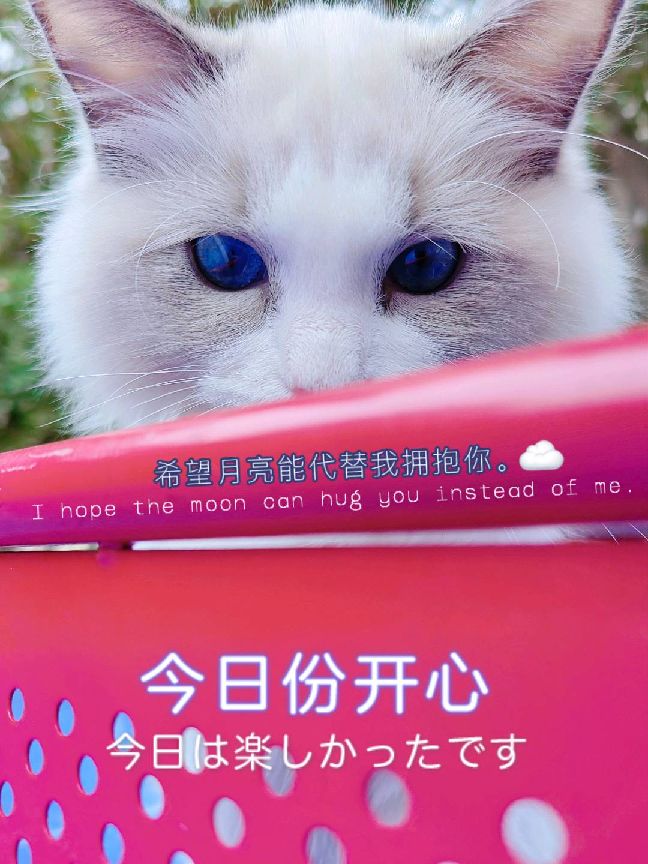 猫图片|宠物猫|猫咪|