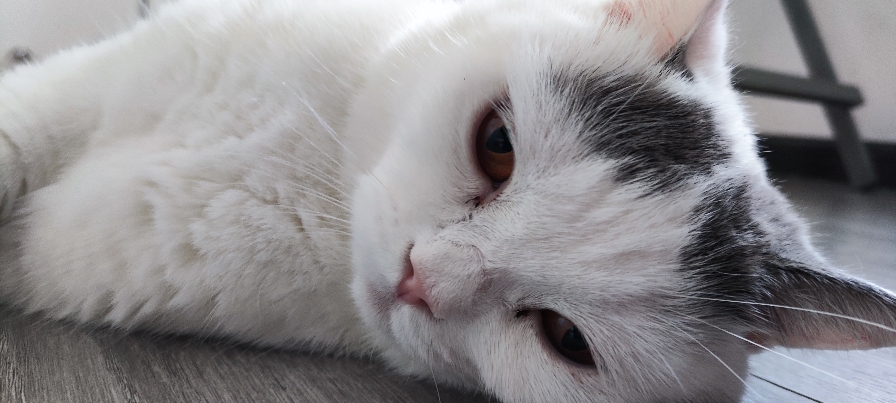 猫图片|宠物猫|猫咪|