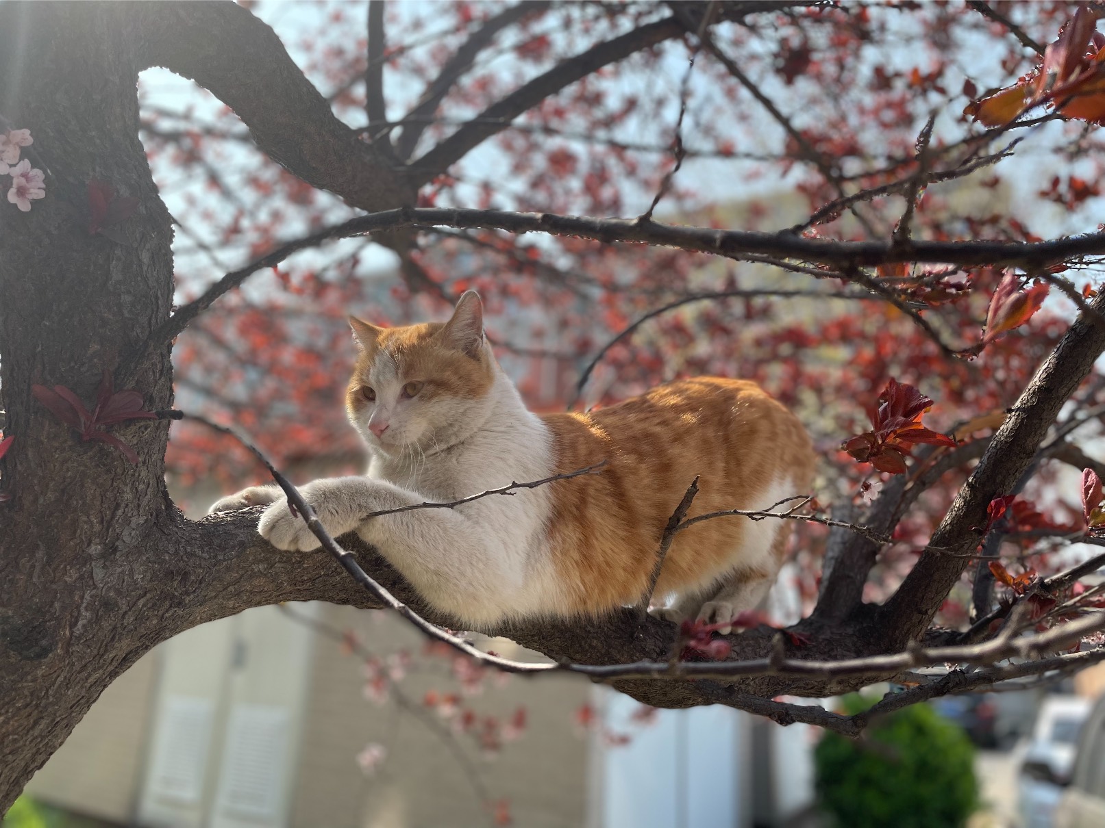 猫图片|宠物猫|猫咪|