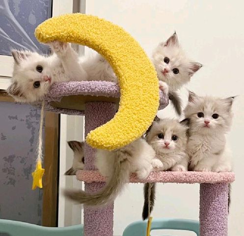 猫图片|宠物猫|猫咪|