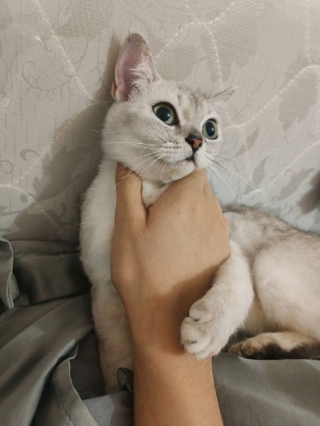 猫图片|宠物猫|猫咪|