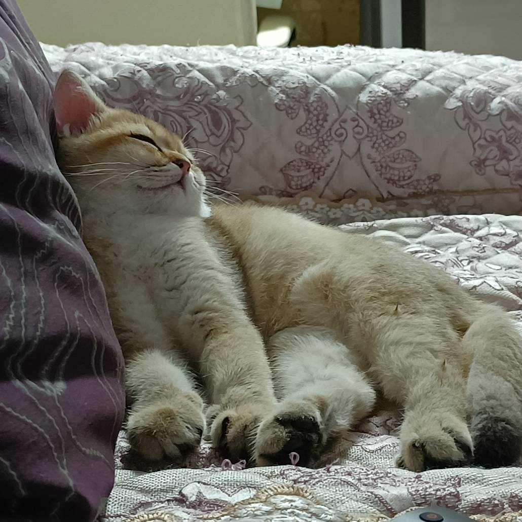 猫图片|宠物猫|猫咪|